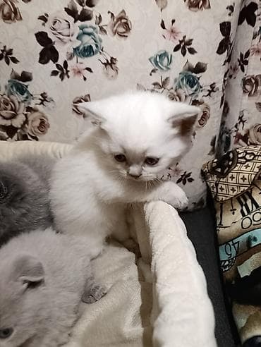 ev itiləri: Şotland, Ödənişli çatdırılma — 4