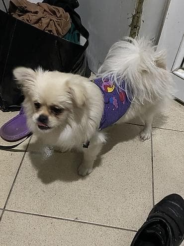 qoyun sekli: Şpitz, 9 ay, Dişi, Peyvəndli, Pulsuz çatdırılma, Ödənişli çatdırılma — 2