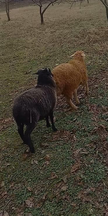 (2 baş) quzu satılır qiymet sondur qiymete göre narahat etmeyin tek