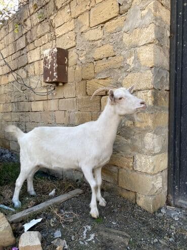 sanen keçi: Saanen keçisidi boğazdı, yaxşı süd verir 2 qarın doğub çox iri — 3
