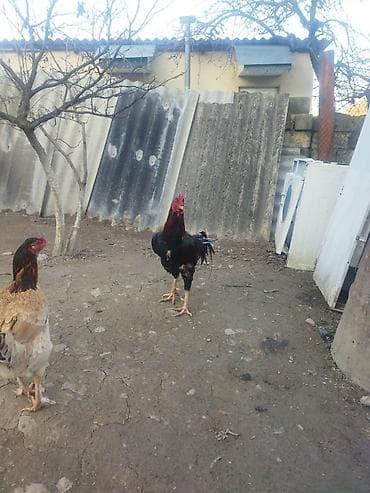 Gəmiricilər: Qırmızı xoruz 3 yaş yarım. damazlıq. bu biri balaca qırmızı iyun — 6