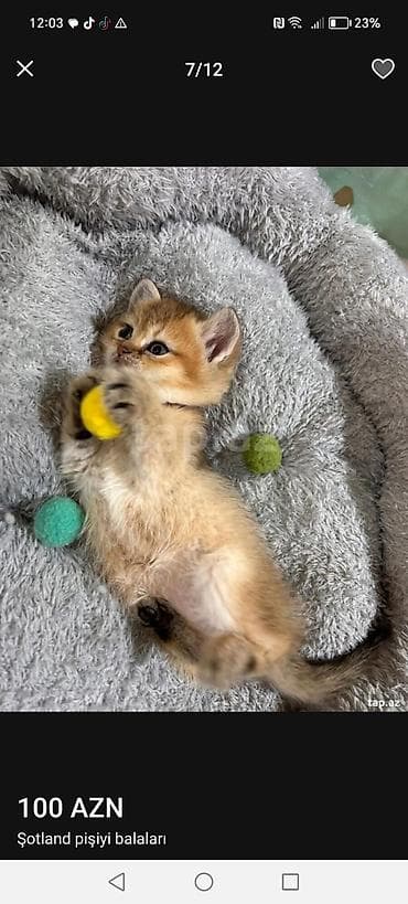 şotlan: Şotland — 4