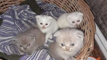 Gəmiricilər: Şotland — 2