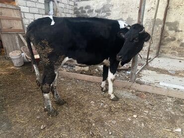 Inəklər, öküzlər: Bakı malıdı tovle malıdı keskılıkdı çavan duyedı 1 defe dogub 1 ıldıde — 5