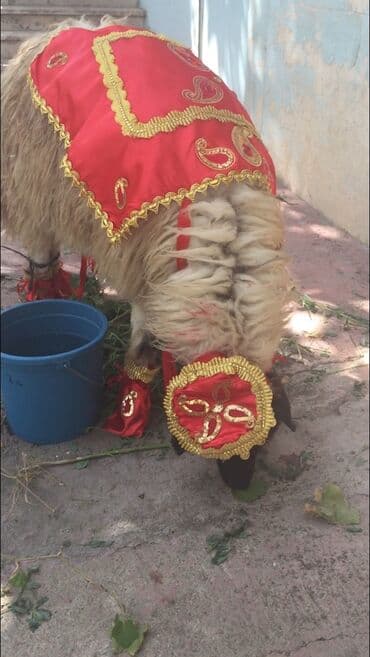 qoyun əti qiyməti: Qurban bayramında nişanlı qıza gedəcək qurbanlıq qoyun üçün geyim — 2