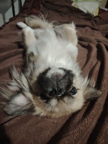 стол компьютерный письменный: Pekines it. Dişidir. 8 aylıqdır. Dil bilir, oynamağı çox sevir — 5