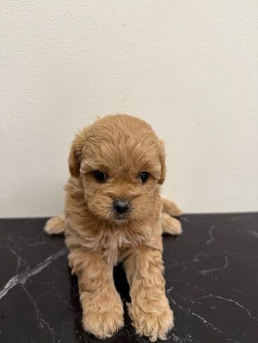 где можно купить собаку мальтипу: Pudel — 2