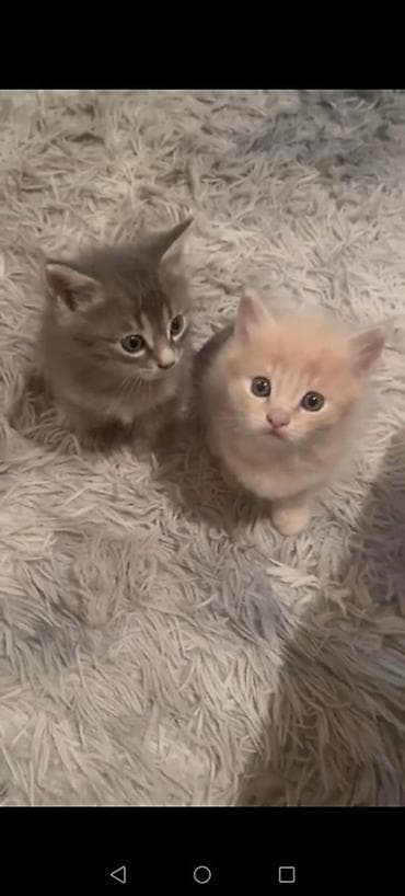 Gəmiricilər: Yaxşı əllərə — 3