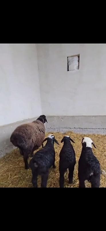 cins atlar: Uc balali qoyun ikinci dafa dogub balalardan biri erkək ikisi disidi — 5