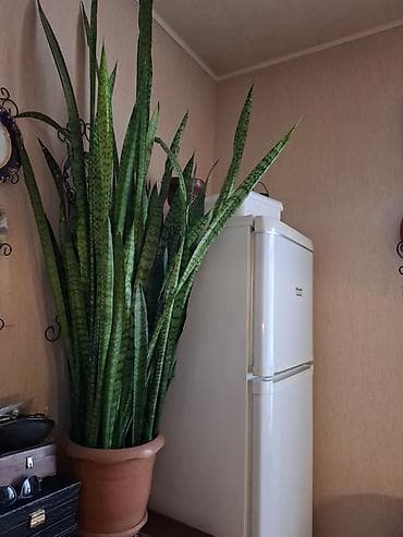 dibcək qabları: Sansevieria (Qayın dili) – iri ölçülü otaq bitkisi - Növ: Sansevieria — 1