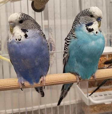 Göyərçinlər: Çex erkey ve maya — 1