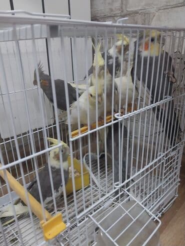 Quşlar: Məhsul: Nimfa tutuquşuları (Cockatiel) Xüsusiyyətlər: - Bir qəfəsdə — 2