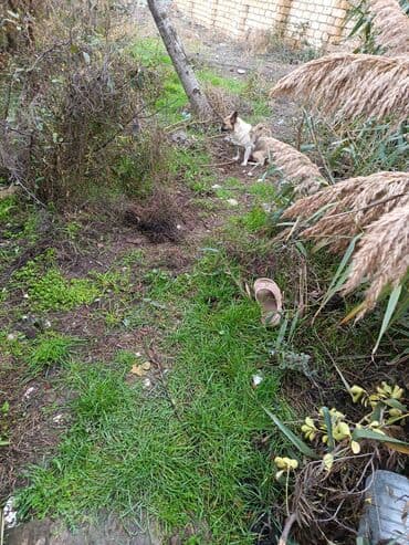 sudluk inekler: Məhsul: dik qulaq zvanok balalri Balaca köpək balaları (qarışıq cins) — 6