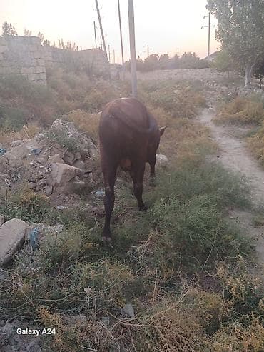 Qaramal – erkek Dana satilir tecili esil bordaxliq danadi — 2