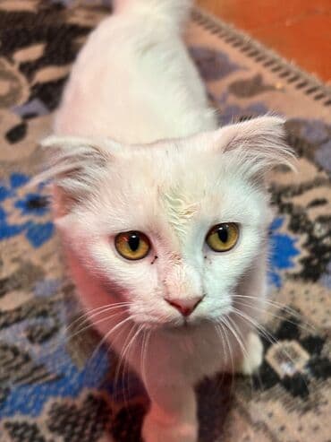 pişik satişi: Şotland, Dişi — 4