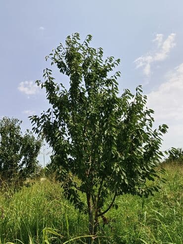 samdanlar ve saat: Gənc meyvə ağacı, bağçanız üçün uzunmüddətli və davamlı bir — 1