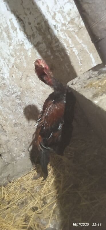 qoyun satisi tap.az: Şəbap (Aseel tipli) xoruz - Cins: uzunboyunlu, qalın sümüklü, güclü — 2