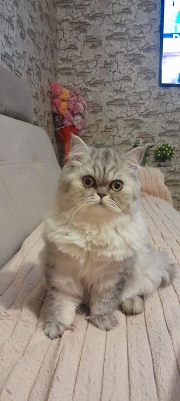 мейн кун купить в баку: Fars — 2