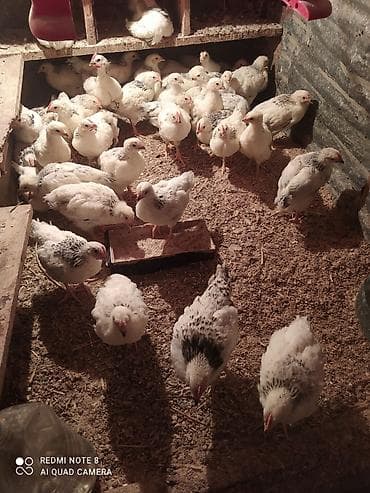 karlik dovsan satisi: Toyuq cücələri, Ətlik — 4