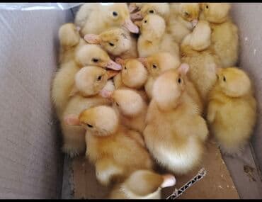 Kuban ordekleri satilir