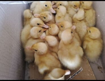 ördək balası satışı: Kuban ordekleri satilir — 1