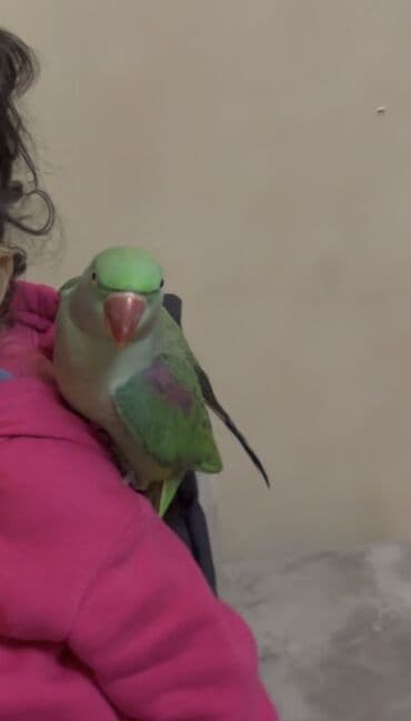 şahin quşu satışı: Alexsander ful ruçnoy 7 aylıq — 3