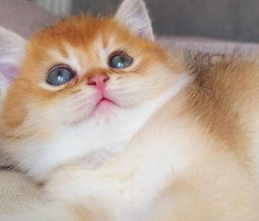 Pişiklər: Britan, Erkək, Yaxşı əllərə, Ünvandan götürmə — 1