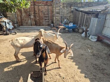 cins ineklerin satisi 2018: 4 u birlikde 800 m
tek tek qiymet ferqlidir

- — 2