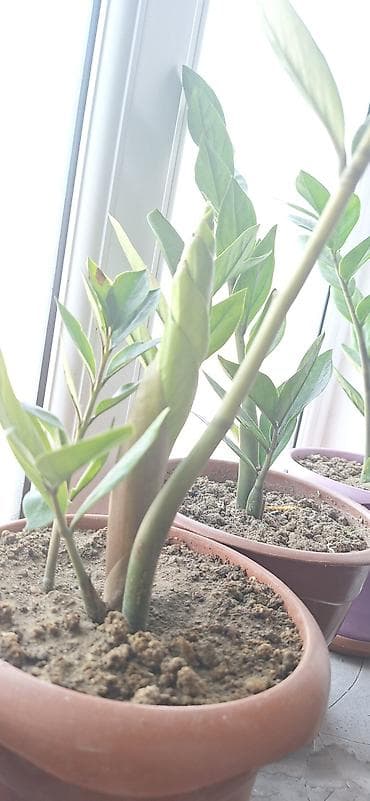 dekor ağaclar: ZZ bitkisi (Zamioculcas zamiifolia) – qapalı məkanlar üçün dekorativ — 1