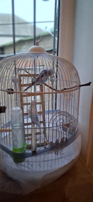 Digər heyvanlar: Qafes və bəzəkli dalğıç papağanları (2 ədəd) – tam dəst Məhsul — 3
