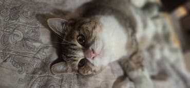 шиншилла кошка цена: Britan pişiyi 3 aylıq baladı.six yumusaciq tükleri saglam mehriban — 8