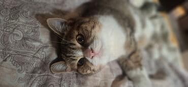 xaski iti qiymeti: Erkək — 2