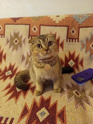 pers pişiyi: Şotland yastı qulaq — 2