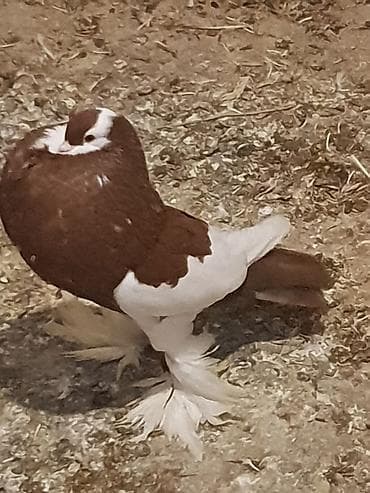 ramanov qoyun satisi: İtlər — 10