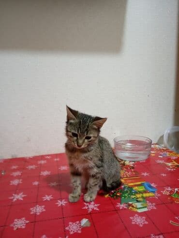 pişik cütleşdirmek: Tabbi, Yaxşı əllərə — 3