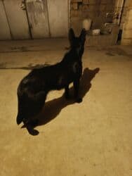 çau çau iti: 9 месяцев, Самка, Платная доставка — 5