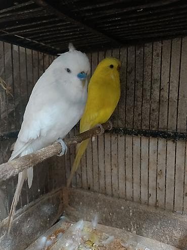 tutuquş: Çex papuqaylar bir çüt,ağ rəngdə olan erkek,sarı olan isə mayadır.Bu — 2