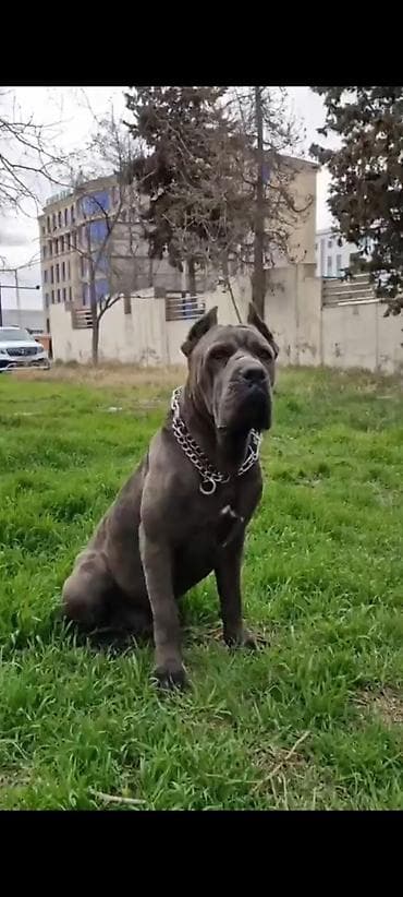 Животные: Кане-корсо, 1 месяц, Самец, С прививками, Самовывоз — 1