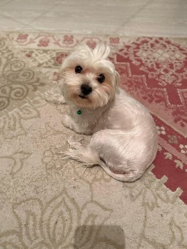 породистые собаки в добрые руки: Malta bolonka, 2 il, Dişi, Sənədli — 4