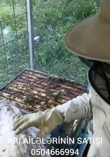 доска объявлений пчелы: Satılır sağlam arı ailəsi. Karnika sortudur. Anaları yenidir — 1