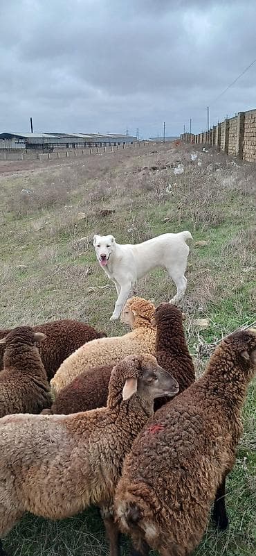 biq 6: Alabay, 6 ay, Dişi, Cütləşmə üçün, Ödənişli çatdırılma — 5