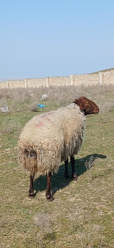 siam satisi: Damazlıq qala qoço satılır çox aktiv heyvandı diri çəkisi 85 kilodu — 2