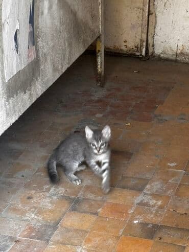 gözəl pişik şəkilləri: Tabbi, Yaxşı əllərə — 2