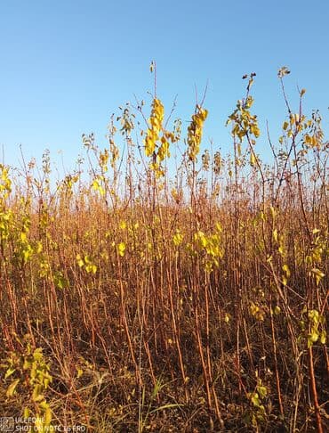 kağız doğrayan aparat: Meyvə tingləri satışdadır və sağlam zəmanətli sifariş verə bilərsiz — 4