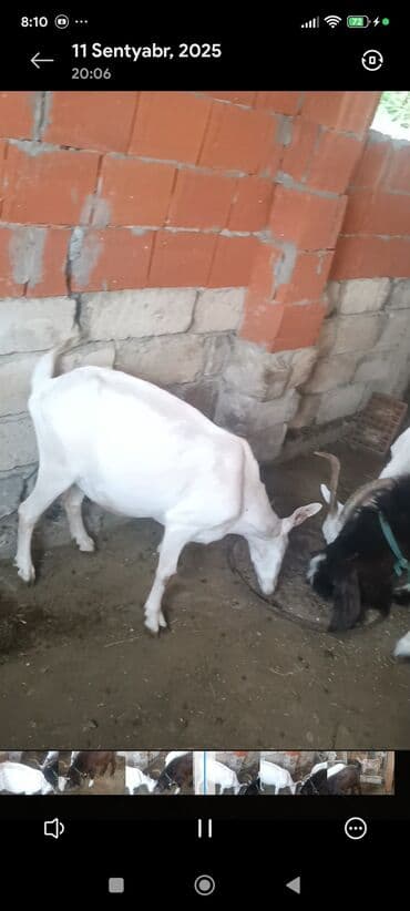 Ягнята: Məhsul: Südlük keçilər Təsvir: - Şəkillərdə bir neçə baş keçi — 10