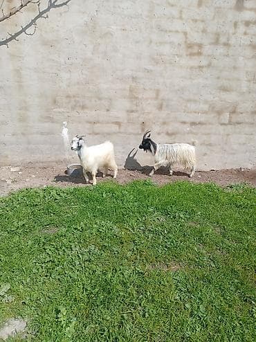 Məhsul: Təkə və keçilər (3 baş) Təsvir: - Şəkillərdə görünən 3 baş