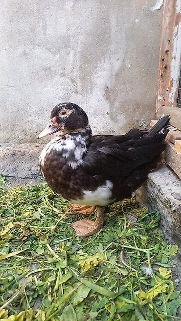 ördekler: Salam lal ordek satiram 4 denedi biri xoruzdu 3 dişi xoruzu 30 azn di — 10