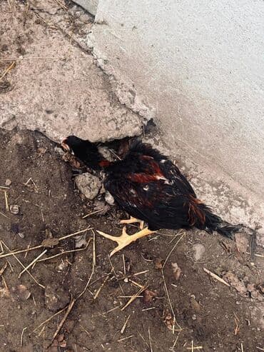 Другие животные: Курица, Для разведения — 8