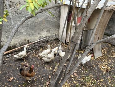 quş şekilleri: Ağ rəngli kuban cinsi ördəklər – diri şəkildə. Təmizlənmiş halda — 3
