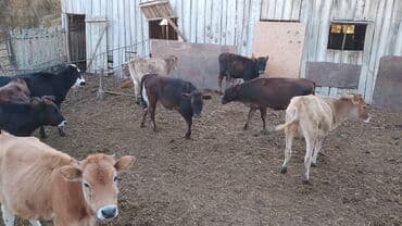 Dana, buzov lalafo.az -da Dana, buzov